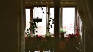 Przytulne wnętrze mieszkania z widokiem na balkon pełen zielonych roślin w doniczkach.